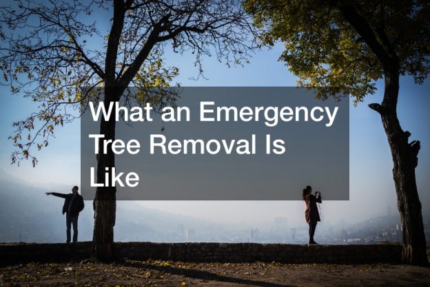 What an Emergency Tree Removal Is Like