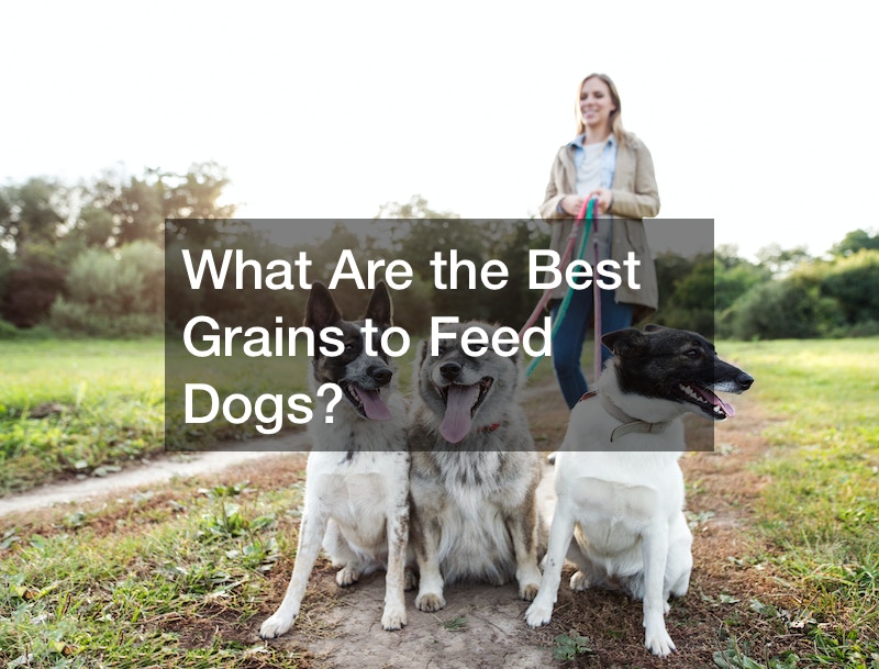 What Are the Best Grains to Feed Dogs?